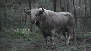 Imagens dos toiros para a corrida de amanhã em homenagem ao Sr. Fernando Palha