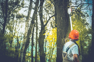 Tree Removal