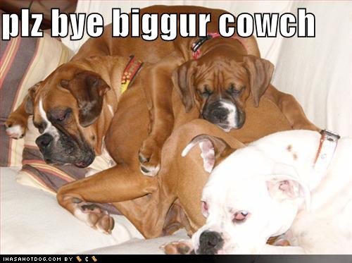 funny-dog-pictures-buy-bigger-couch.jpg