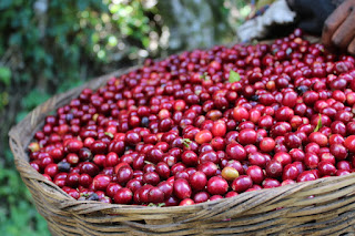 kopi dunia, kopi paling mahal