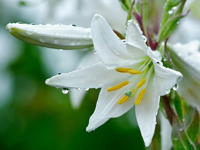 Flores Blancas - White Flowers