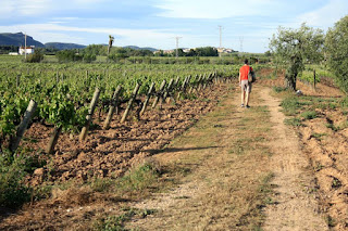 Viñedos en Catalunya