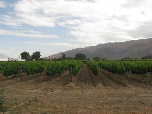 Valles Calchaquies cafayate vineyards argentina