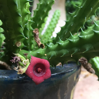 Huernia, Huernia succulents, succulent, succulents, garden, nature, flowers, gardening, garden tour, plants