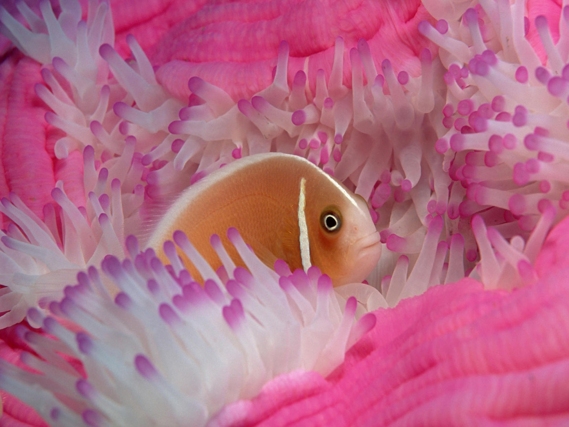 ... Beautiful Fish Water HD Wallpapers | WAY2BROWSE Songs free Download