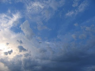 Un cielo surcado por un pájaro