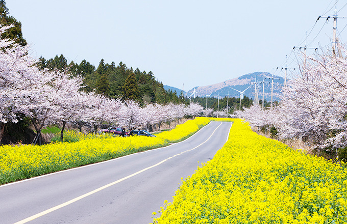 جزيرة جيجو تفتح أزهار الكرز في كوريا الجنوبية