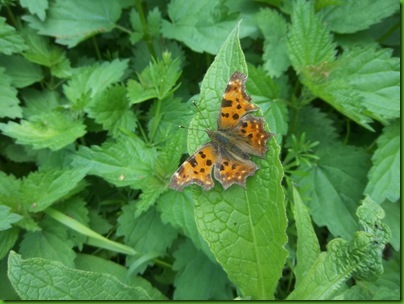 026  Comma Butterfly