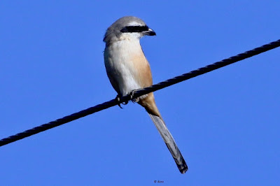 Long-tailed Shrike