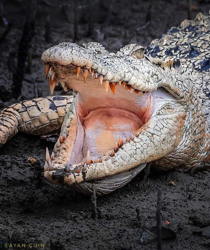 Jaw of Death 🐊 Sundarbon