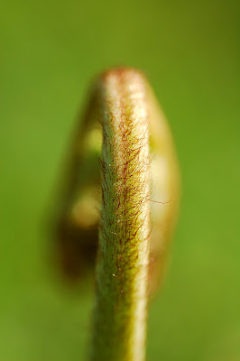 Bracken (Pteridium aquilinum)