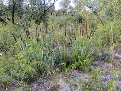 Lomandra hastilis