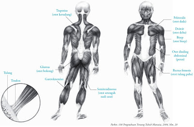 Fungsi Otot  Manusia  Sistem  dan Gambar 