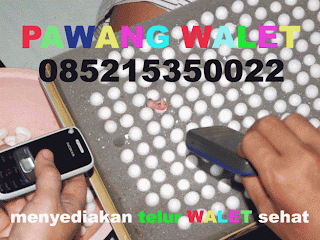 telur walet telur walet