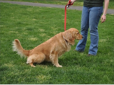 Where you get to know about dog training?