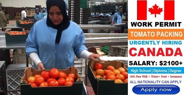 Apply For Tomato Picking Job Vacancies In Canada