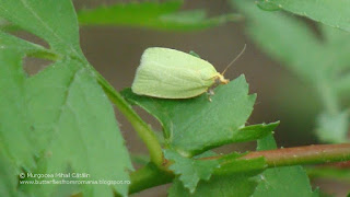 Tortrix viridana DSC138020