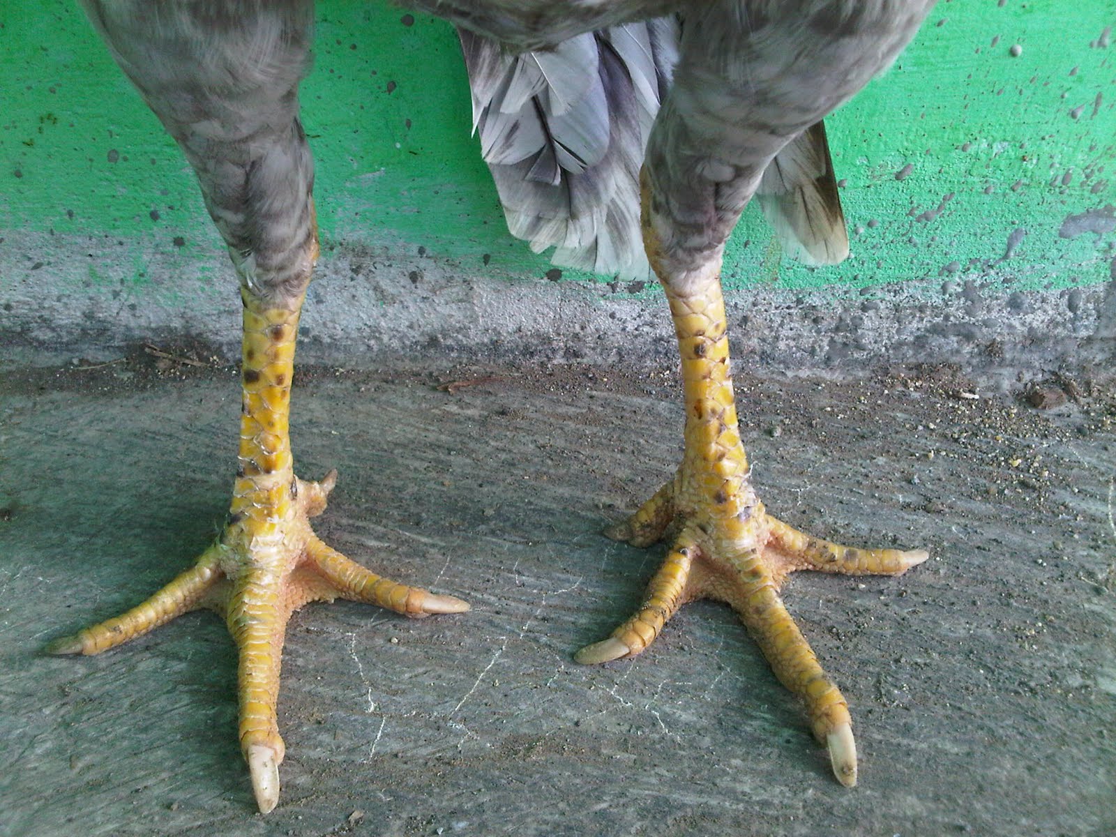 penggemukan sapi potong secara cepat