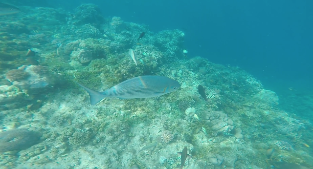 fish snorkeling coral reef balicasag panglo bohol philippines