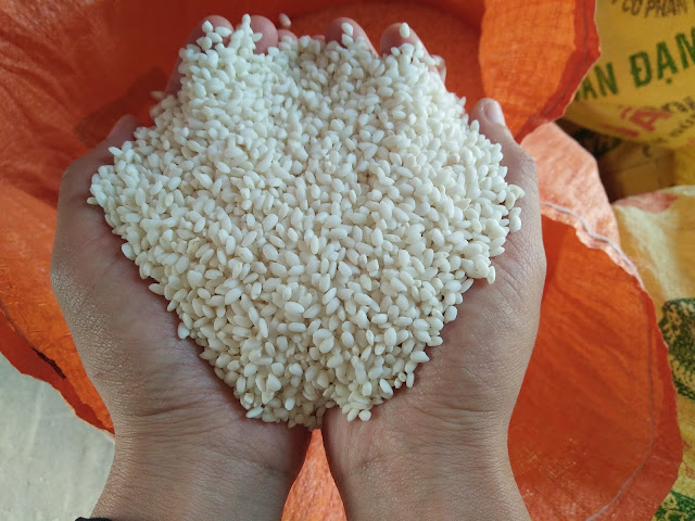 Kết quả hình ảnh cho gạo nếp cái hoa vàng hải hậu
