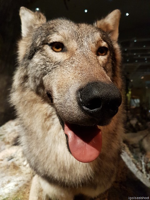 A wolf with a smile like a friendly dog. Natural History Museum (Naturhistoriska riksmuseet) in Stockholm. 