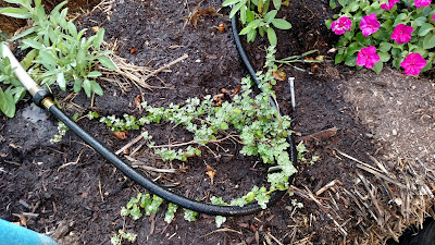 Straw Bale Garden Herbs