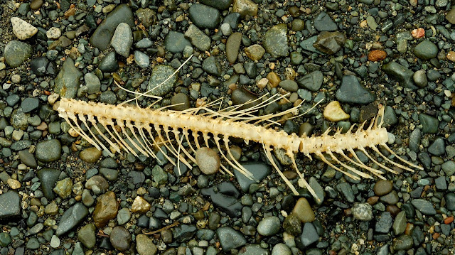 The banks of the Nanaimo River, littered with the remains of the autumn spawn