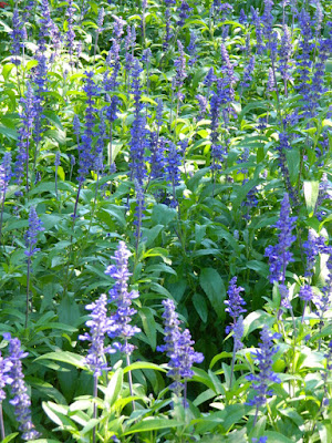 Victoria Blue Salvia farinacea at Edwards Gardens by garden muses-not another Toronto gardening blog