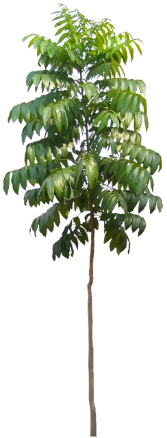 Mahogany tree how long time to harvest