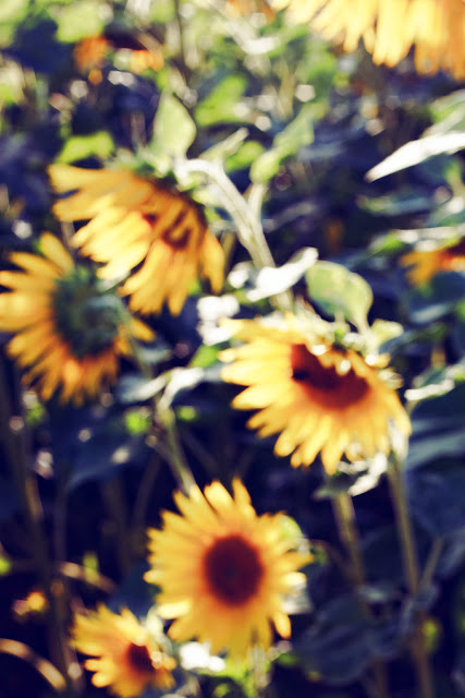 sunflowers