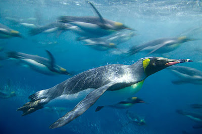 Penguins Out for a Swim