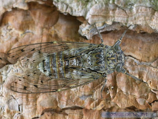 Cigale grise de l'Orne - Cicada orni