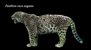 Panthera onca augusta