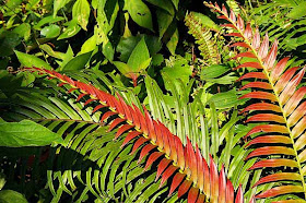 red and green ferns
