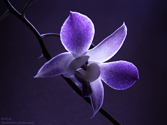 dendrobium blue orchid