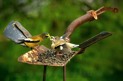 Adult male Evening Grosbeak (left) feeds his adult female mate the seeds that she is standing on (C) John Ashley