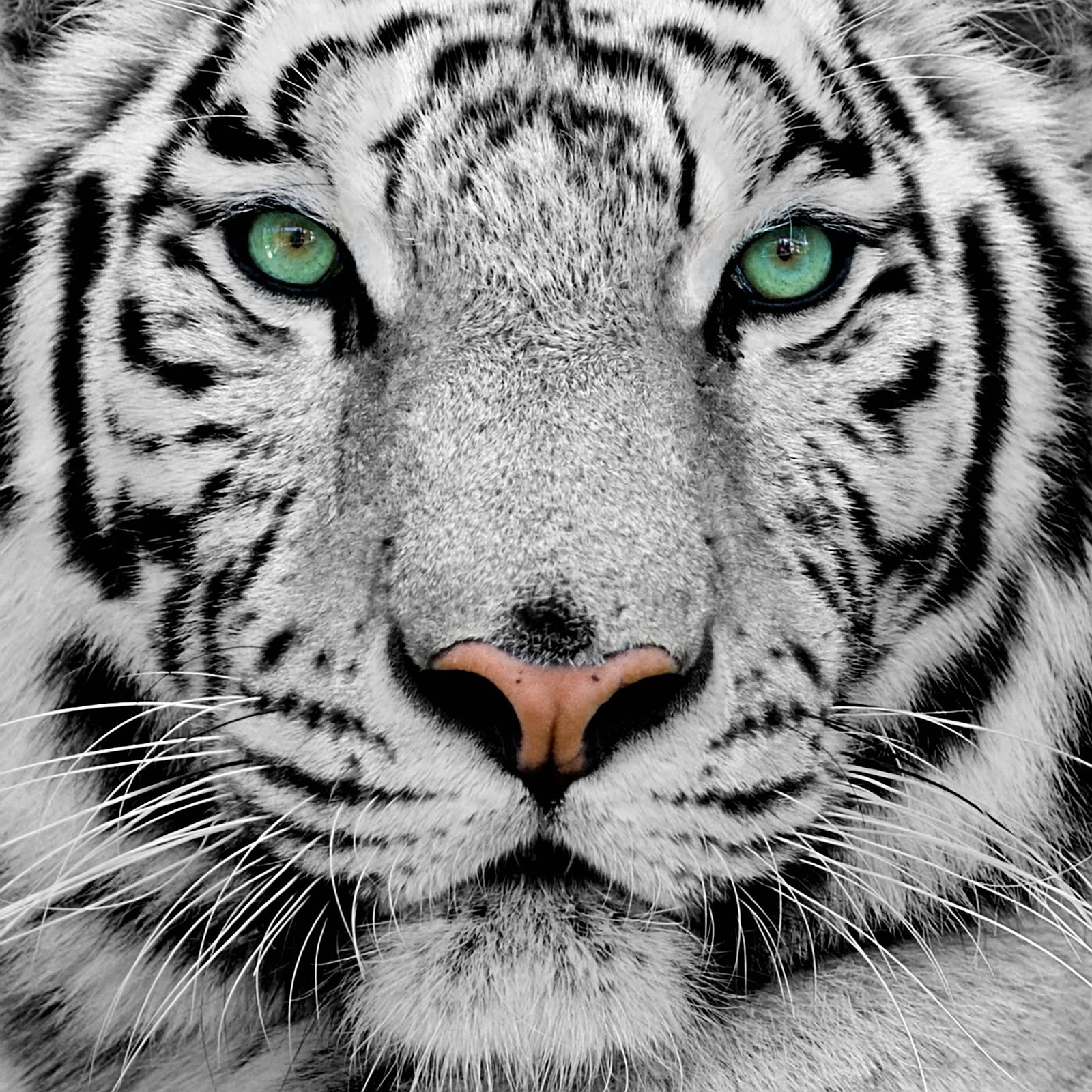 Lebih Dari 100 Mewarnai Gambar Harimau Lebih Dari 100 Mewarnai Gambar Harimau