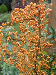Pyracantha Orange Glow, firethorn, pyracantha coccinea