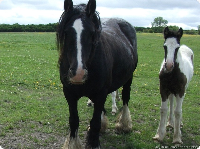 another horse