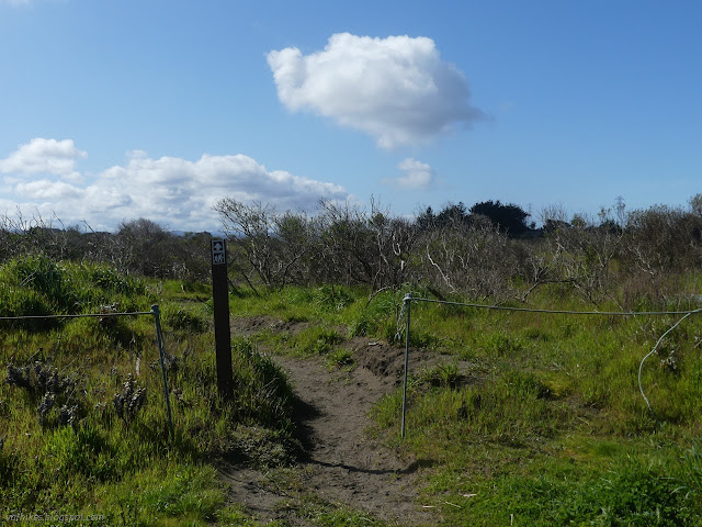 02: trail in sand and vegetation