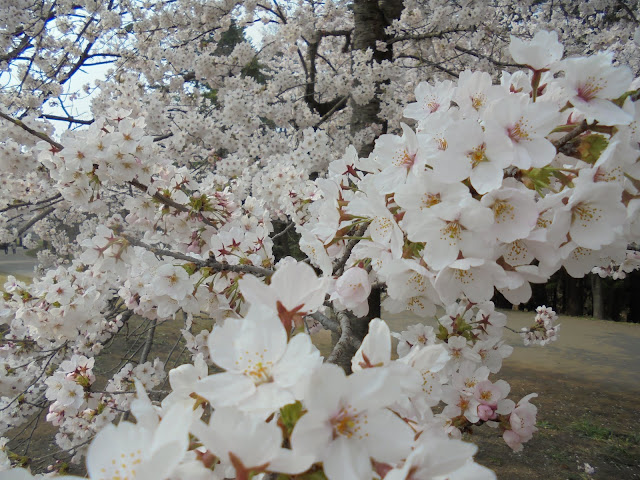 とっとり花回廊の桜の広場のソメイヨシノ桜