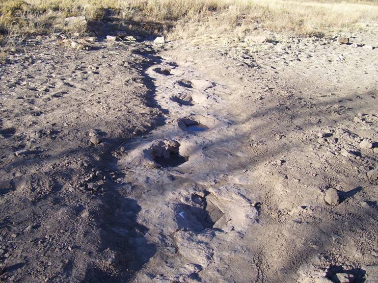Dinosaur Evidence