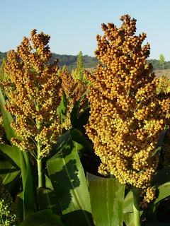 https://fr.wikipedia.org/wiki/Sorgo_commun