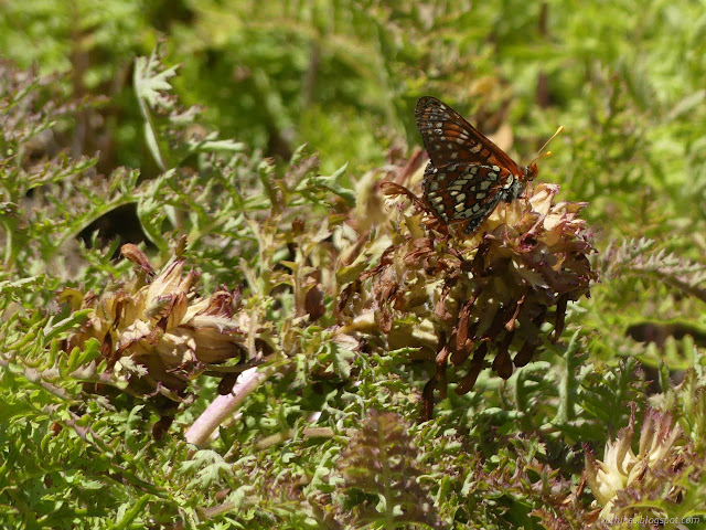 27: shaggy flowers and a winged creature