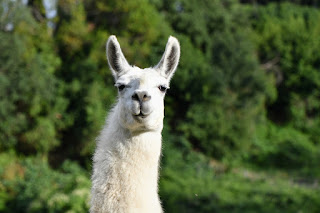 Why are llamas so popular