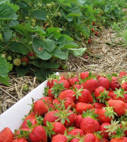 Download this Manisnya Kebun Strawberry Ciwidey Bandung picture