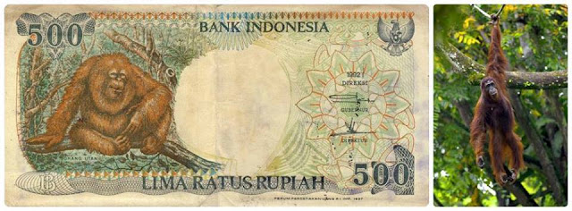  kita sebagai insan tentu tidak lepas dari kebutuhan akan uang Ini Dia Penampakan Asli Dari Uang Rupiah Indonesia 