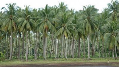  Gambar  Pohon Kelapa di Pantai Hitam Putih Kartun dan 