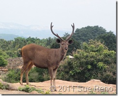 SueReno_Bannerghatta 5