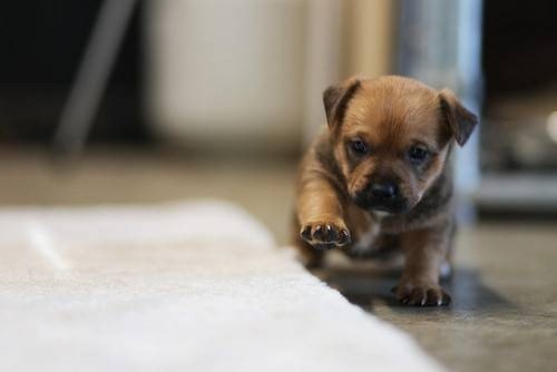 adorable-pups-28